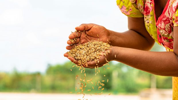 Hands holding grain